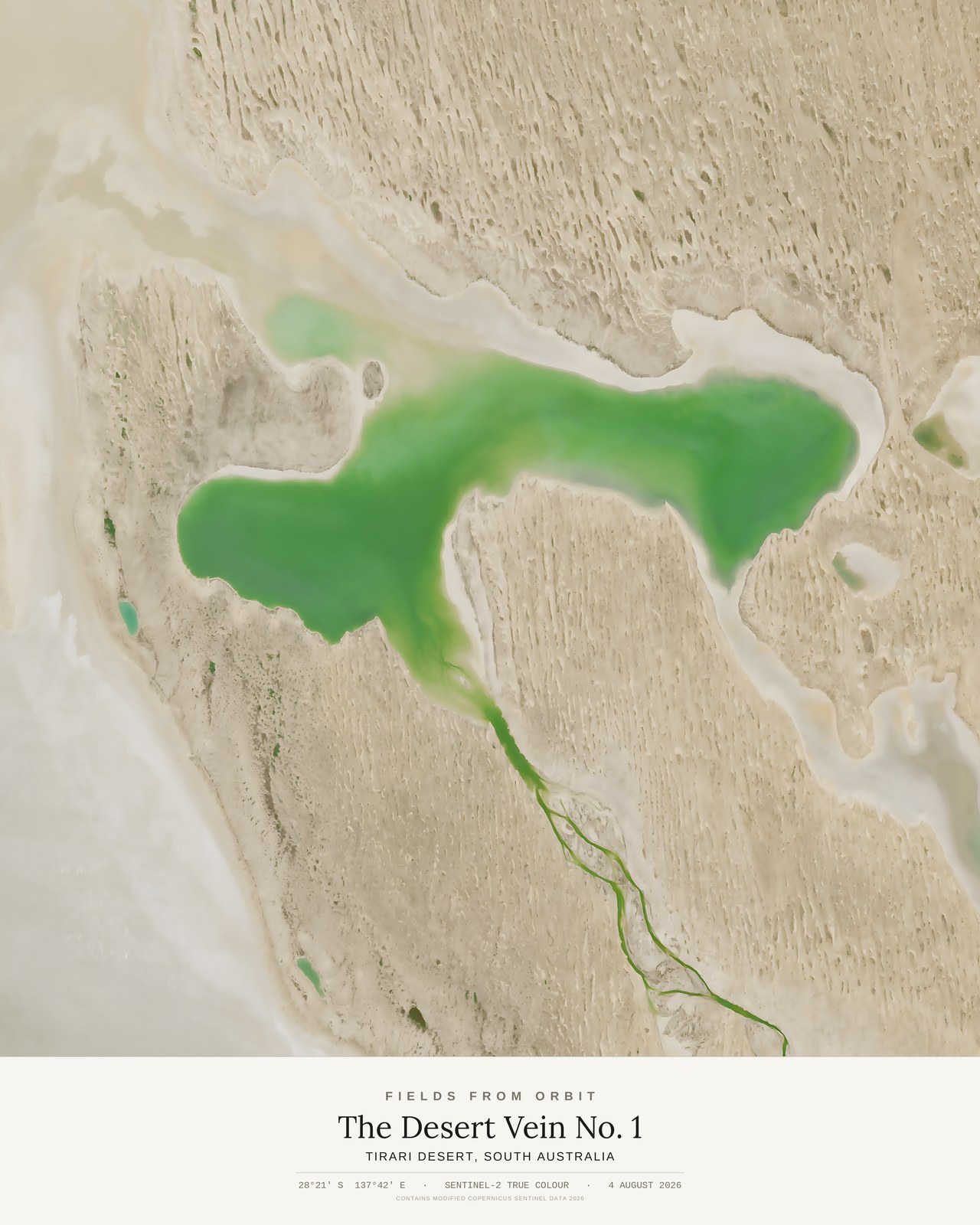 The Desert Vein No. 1 — satellite art print of Tirari Desert, South Australia, captured 2026-08-04
