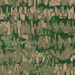 The Fishbone Frontier No. 1 — satellite art print of Rondônia, Brazil